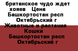 британское чудо ждет хояев › Цена ­ 2 000 - Башкортостан респ., Октябрьский г. Животные и растения » Кошки   . Башкортостан респ.,Октябрьский г.